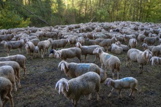 A herd of Merinoland sheep in a fenced pasture, Thuisbrunn, Upper Franconia, Bavaria, Germany,