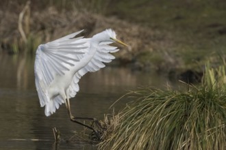 An egret (Ardea alba) approaching a grassy bank, Hesse, Germany, Europe