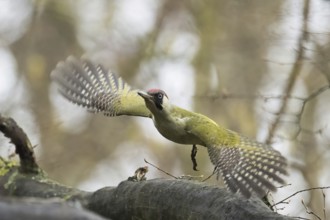 A green woodpecker (Picus viridis) flies through the forest with outstretched wings, Hesse,