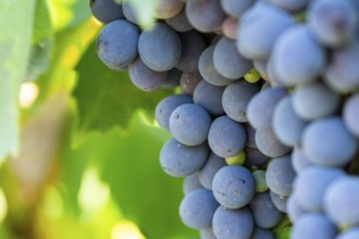 Red grapes growing in a vineyard in Chianti, Chianti Region, Tuscany, Italy, Europe