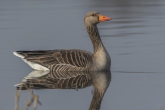 Greylag goose (Anser anser) swimming on a pond in a nature reserve. Lower Rhine, Alsace, France,