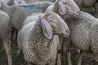 Merino sheep on the pasture, Franconia, Bavaria, Germany, Europe