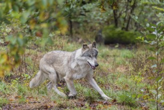 An adult grey wolf (Canis lupus lupus) runs through the dense undergrowth at the edge of the forest