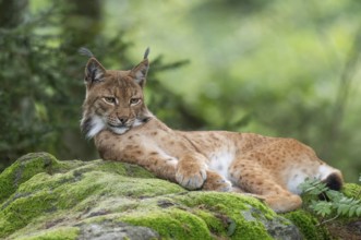 Eurasian lynx (Lynx lynx) lying on a moss-covered rock in the forest and looking attentively,