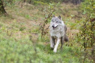 An adult Eurasian grey wolf (Canis lupus lupus) runs across a green meadow