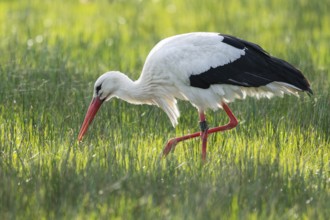 White stork (Ciconia ciconia) foraging in a meadow, spider threads on the grass, Lower Saxony,