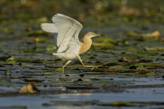 Squacco heron (Ardeola ralloides), running over water lily pads, Danube Delta, Romania, Europe