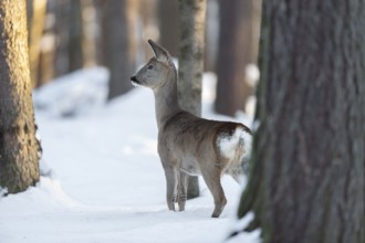 Roe deer (Capreolus capreolus), doe with winter coat standing in the forest in the snow and looking