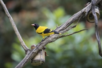 Black-headed oriole (Eurasian Golden Oriole xanthornus), Kaeng Krachan National Park, Thailand,