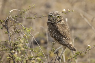 Burrowing owl (ninox connivens), Pantanal, Brazil, South America