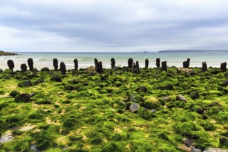 Boulders, seaweed, seaweed, view over St. Ives Bay towards Godrevy, coastline, West Cornwall,