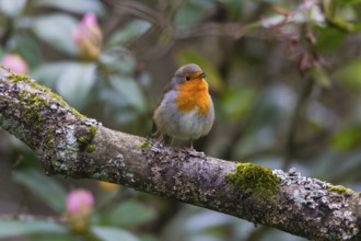 Robin (Erithacus rubecula), adult male bird, perched on branch, singing during the breeding season,