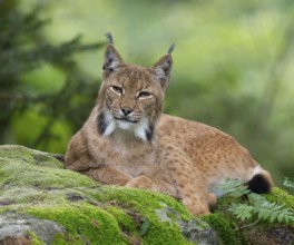 Eurasian lynx (Lynx lynx) lying on a moss-covered rock in the forest and looking attentively,