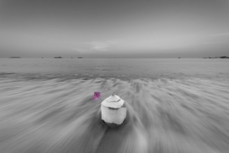 Coconut at sunrise on the beach, Koh Changi Island, Andaman Sea, Southern Thailand, Thailand, Asia