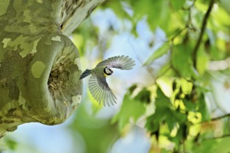 Blue tit (Parus caeruleus), taking off from the breeding den, Canton Zug, Switzerland, Europe