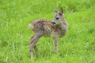 Roe deer (Capreolus capreolus), fawn standing in a meadow, tongue visible, Germany, Europe