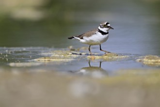 Little Ringed Plover (Charadrius dubius), standing in silt, Aue nature reserve, Reussegg, Sins,