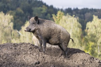 An adult female wild boar (Sus scrofa)stands observing on a small hill. A forest can be seen in the