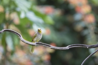 Striped-throated bulbul (Pycnonotus finlaysoni), Phetchaburi, Kaeng Krachan National Park,