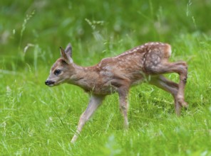 Roe deer (Capreolus capreolus), fawn running across a meadow, Germany, Europe