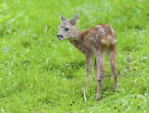 Roe deer (Capreolus capreolus), fawn standing in a meadow and licking grasses with its tongue,