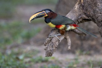 Brown-eared Aracari (Pteroglossus castanotis), on branch, Jaguar Eco Lodge, Pantanal, Brazil, South