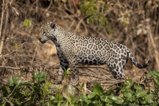 Jaguar (Panthera onca) on a steep bank, Pantanal, Brazil, South America