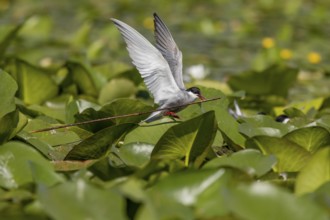 White-bearded Tern (Chlidonias hybrida), flying with nesting material, Danube Delta, Romania,