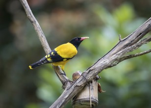 Black-headed oriole (Eurasian Golden Oriole xanthornus), Kaeng Krachan National Park, Thailand,