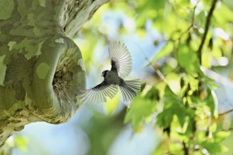 Blue tit (Parus caeruleus), approaching the breeding den, Canton Zug, Switzerland, Europe