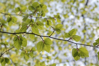 European beech (Fagus sylvatica), beech branch in spring, with fresh beech leaves, Oberhausen, Ruhr