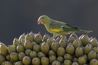 Yellow-winged Parakeet (Brotogeris chiriri) or Canary-winged Parakeet, on palm fruit, Pantanal,