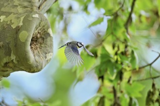 Blue tit (Parus caeruleus), taking off from the breeding den, Canton Zug, Switzerland, Europe