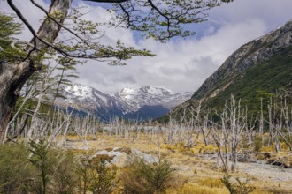 Dead trees, Laguna Esmeralda, Provinz Tierra del Fuego, Argentina, South America