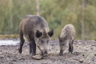 An adult female wild boar or wild pig (Sus scrofa) and a piglet, stand side by side on a clearing