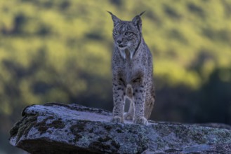 Lynx pardinus, male, standing on stone, background far away, Sierra de Andujar, Andalusia, Spain,