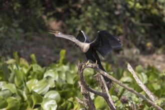 American Darter (Anhinga anhinga), f, calling, Pantanal, Brazil, South America