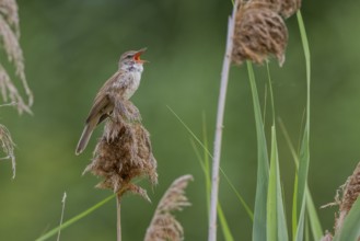 Great Reed Warbler (Acrocephalus arundinaceus), singing on a reed, Lake Kerkini, Greece, Europe