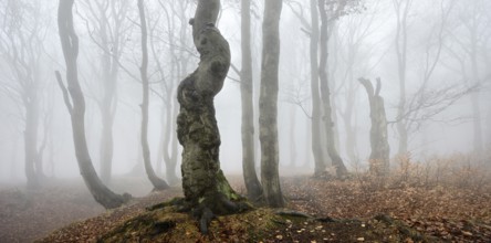 Mysterious forest in the fog, bizarrely overgrown bare beech trees, autumn, Ore Mountains, Czech