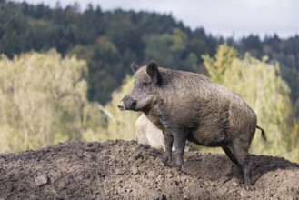 An adult female wild boar (Sus scrofa)stands observing on a small hill. A forest can be seen in the