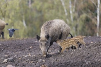 A female wild boar (Sus scrofa) suckles two piglets in a clearing