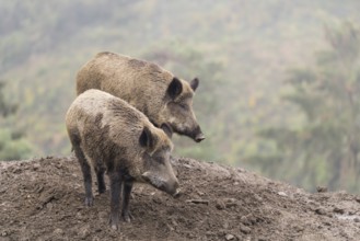 Two adult female wild boar (Sus scrofa)stand observing on a small hill. A forest can be seen in the