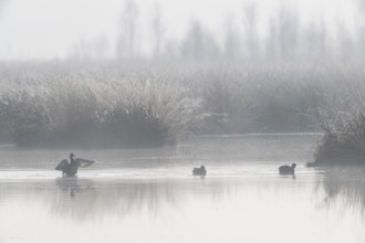 Moor scour with teals (Anas crecca) in the fog, Emsland, Lower Saxony, Germany, Europe