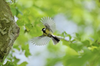 Great tit (Parus major), with food in its beak approaching the breeding den, Canton Zug,