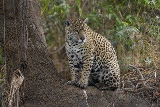 Jaguar (Panthera onca) on a tree trunk on the bank, Pantanal, Brazil, South America