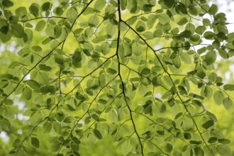 European beech (Fagus sylvatica), beech branch in spring, with fresh beech leaves, Oberhausen, Ruhr