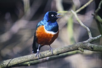 Superb Starling (Lamprotornis superbus), adult male bird, perched on a branch singing, native to