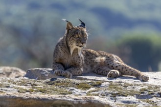 Lynx pardinus, male, lying on stone, background far away, Sierra de Andujar, Andalusia, Spain,