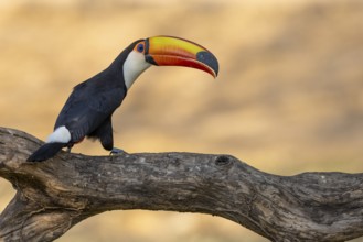 Giant toucan (Ramphastos toco), on branch, Pantanal, Brazil, South America