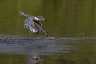 Red-breasted Kingfisher (Megaceryle torquata), flying with caught fish, Rio Claro, Pantanal,